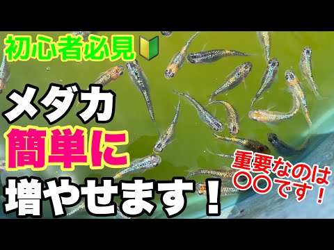 medaka ⚠️プロフ必読 6/18 mqdefault.jpg