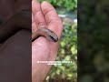 Le Serpent de verre