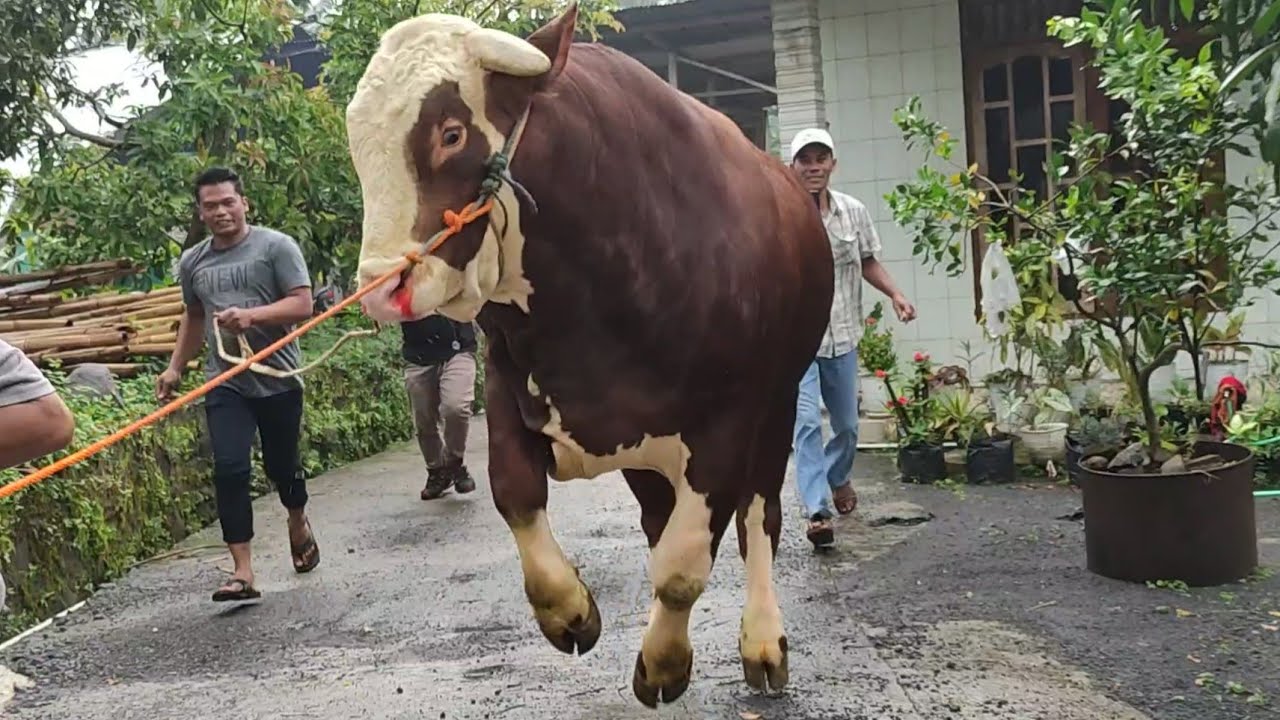 SAPI CALON MONSTER KELUAR KANDANG MENUJU KE LESTARI FARM‼️ - YouTube