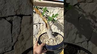 Bonsai Facile ??Ficus Carica jin , perché no⛩️?bonsaiilbonsaifacilebonsaigram bonsainow