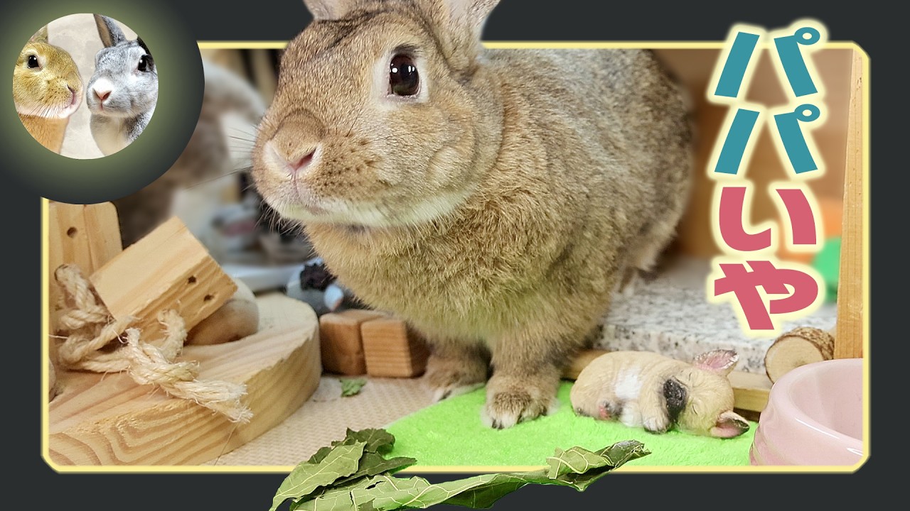 🐰The snack that rabbit wanted to eat😋 wasn't papaya leaves