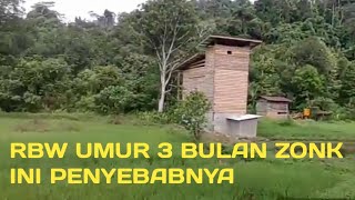 RBW UMUR 3 BULAN ZONK... INI PENYEBABNYA.
