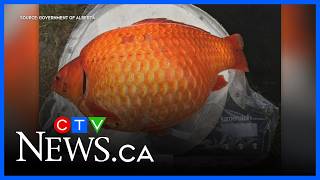 Giant goldfish prompts provincial warning about dangerous invasive species