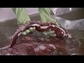 Colossal Squid Examination: Highlights