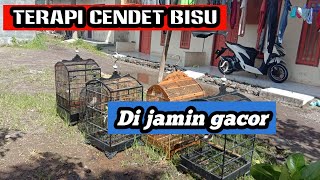 Terapi cendet bisu, biar ikut gacor | kicau ocehan