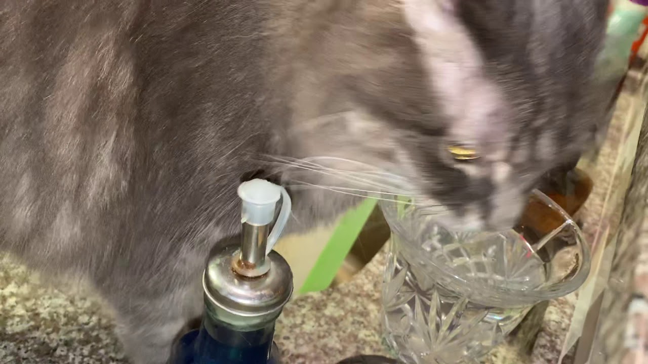 Cat Video - Drinking Water 