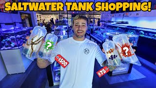 I Finally Bought Corals Fish For My Aquarium