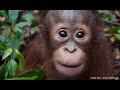 Bos nyaru menteng 3 new beautiful baby orangutans join the nursery group