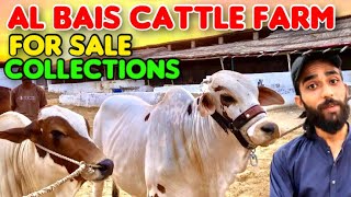 AL BAIS CATTLE FARM ? || FOR SALE COLLECTIONS || Pakistan Farm Video 2024 || ?