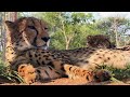 Cheetah Conservation and Genetics