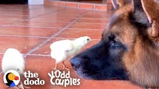 are german shepherds good with chickens