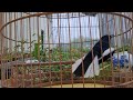 Luyện Giọng rừng chòe than rất dễ để chim non học giọng || Hót Đấu Kích Trống Căng Lửa || Kacer