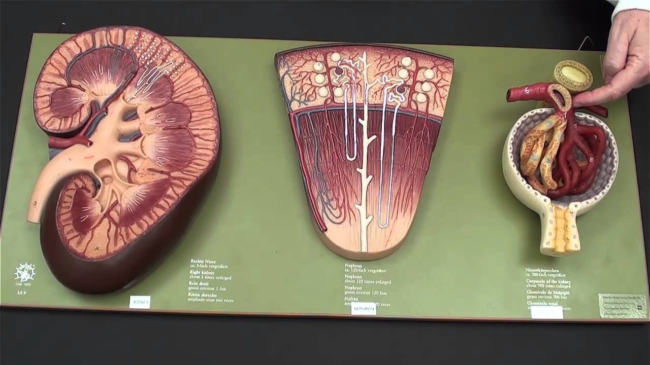 Kidney Model - Renal Corpuscle - YouTube