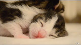 Cute Newborn Kittens Playing and Taking A Bath!!!