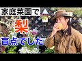 ９０％は植えていない梨が自宅でできます。　【カーメン君】【園芸】【ガーデニング】【初心者】