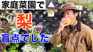 ９０％は植えていない梨が自宅でできます。　【カーメン君】【園芸】【ガーデニング】【初心者】