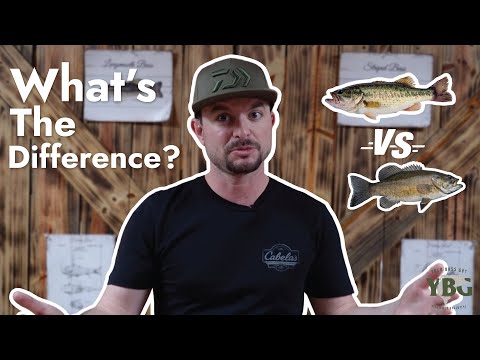 Vídeo: Qual é um baixo smallmouth de bom tamanho?