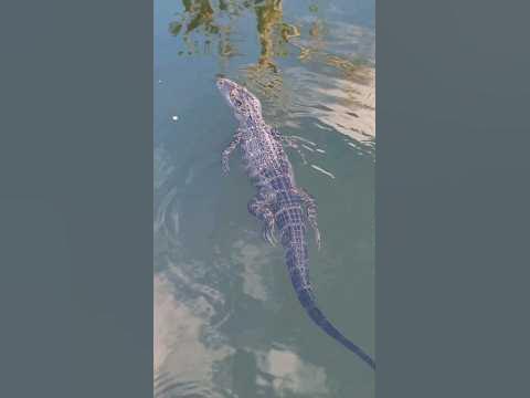 gators and crocs welcome to florida #gators #crocs #florida - YouTube