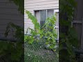 Anybody Else's Grapevines Looking Good?