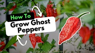 How To Grow Ghost Peppers