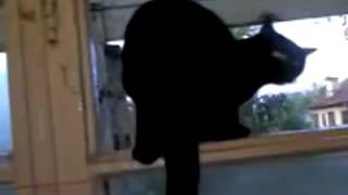 Fail - Cat barks like a dog, until it gets found out