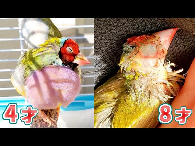 カラフルな鳥 僕が作りました。 全盲でも日向ぼっこを楽しむカラちゃんです【老鳥介護