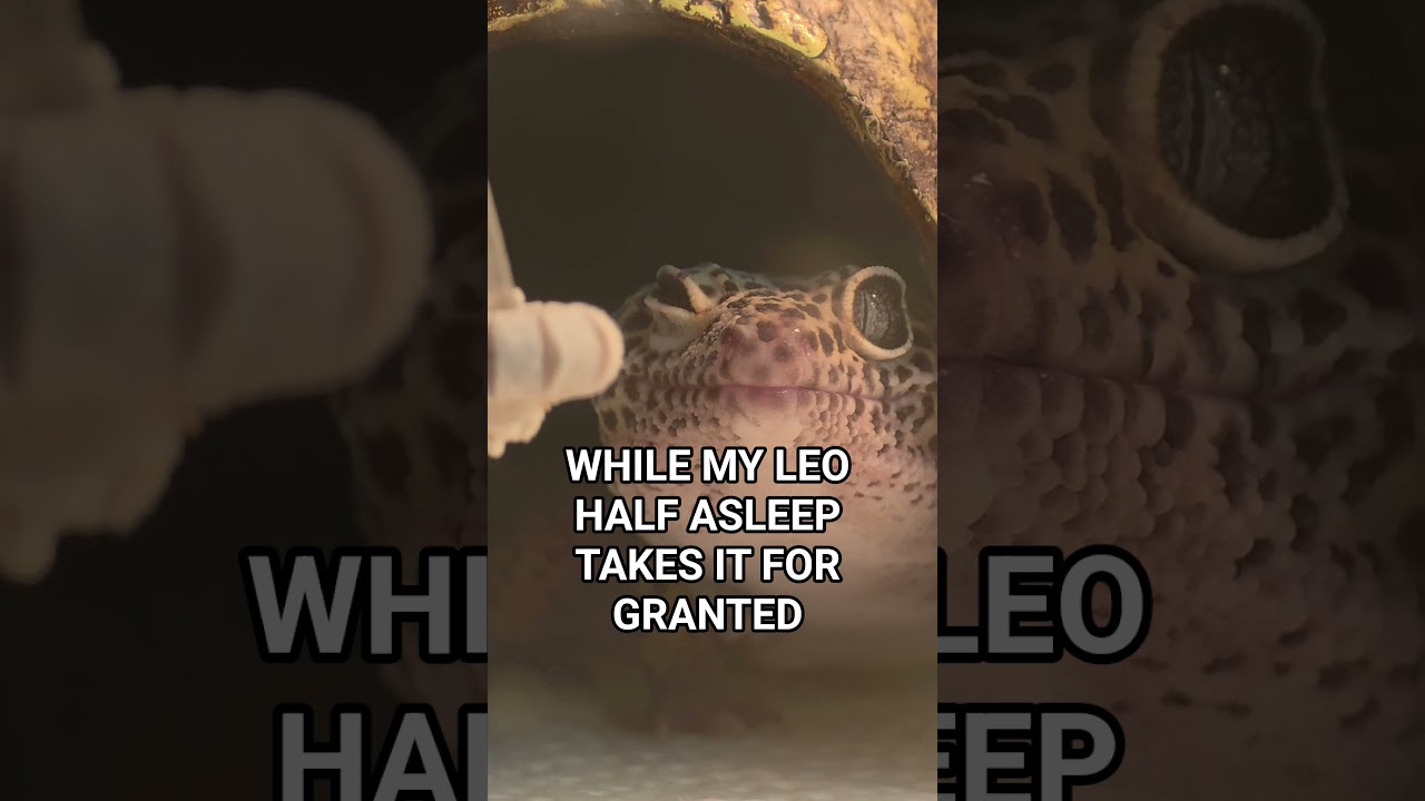 WILD LIZARD vs LAZY LEOPARD GECKO! 🤦 