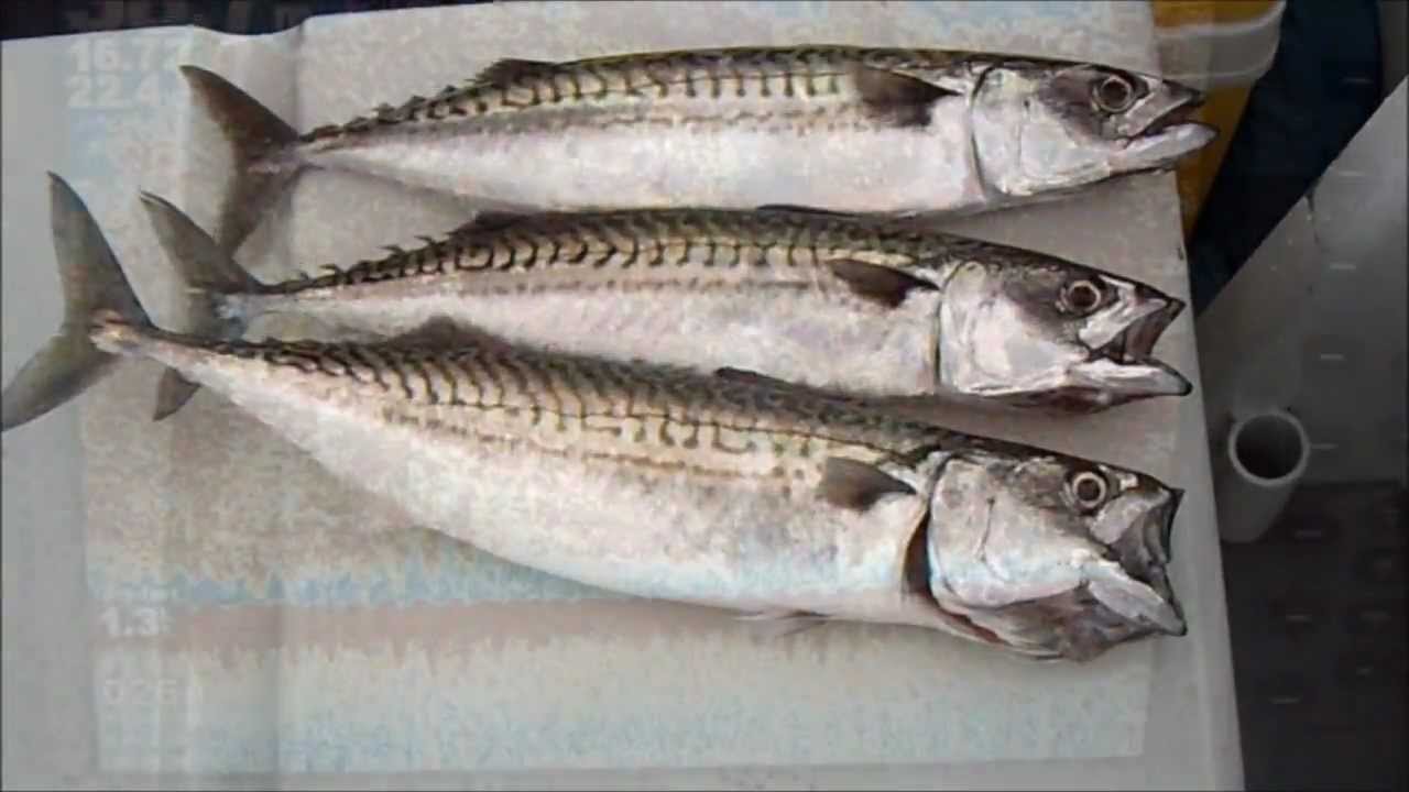 Höst sillfiske med Landskronabåten - YouTube