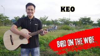Guitar Cover Keo Bird On The Wire