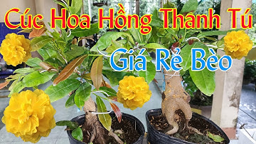Mai cúc hoa hồng thanh tú giá rẻ bèo | mai vàng giá rẻ | mai vang 0902074660