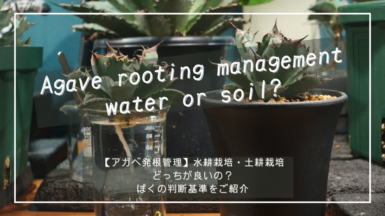 アガベ発根管理 水耕栽培 土耕栽培どっちが良いの ぼくの判断基準をご紹介 Youtube