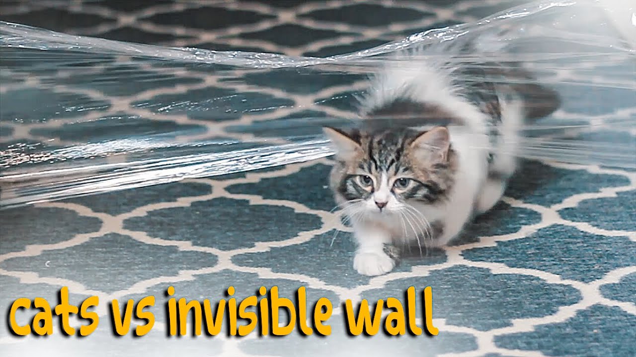 cats vs invisible wall | cats investigating