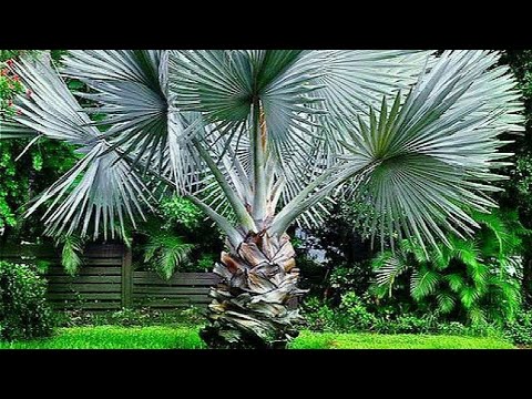 SETE PLANTAS DE JARDIM DE RICO