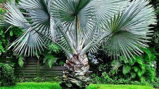 7 Plantas De Jardins De Ricos