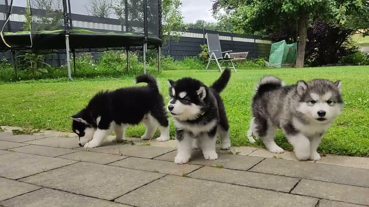 Alaskan Malamute puppies, B-litter - 5 weeks old - Puppies having very big mouth..