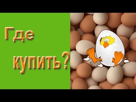 Инкубатор Куриный Где Купить