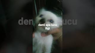 iih lucu kunti bogel