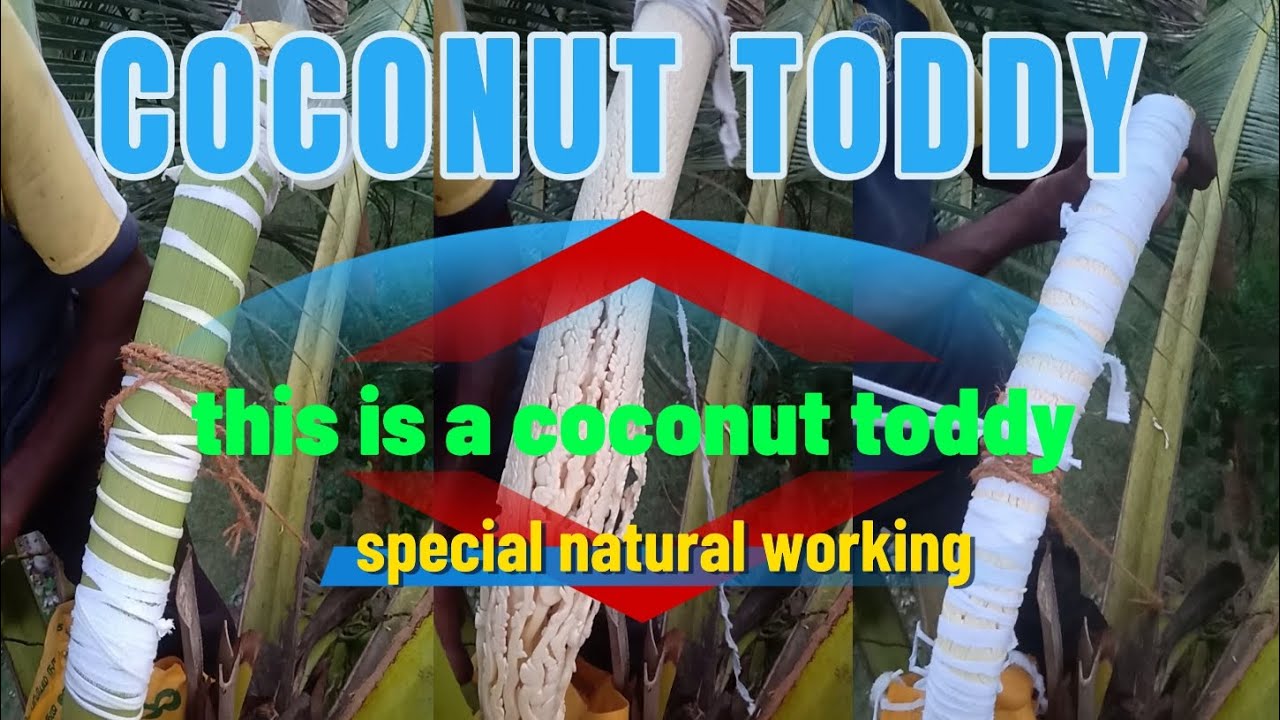 coconut toddy product 581 special natural working today #trending# ...