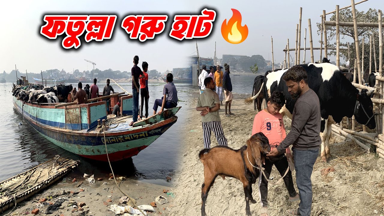 নারায়ণগঞ্জ ফতুল্লা গরু ছাগলের বিশাল হাট | Big Cattle Market Live Update