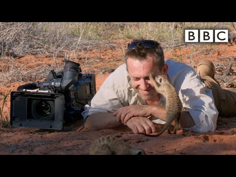 Magic meerkat moments - Planet Earth Live - BBC One