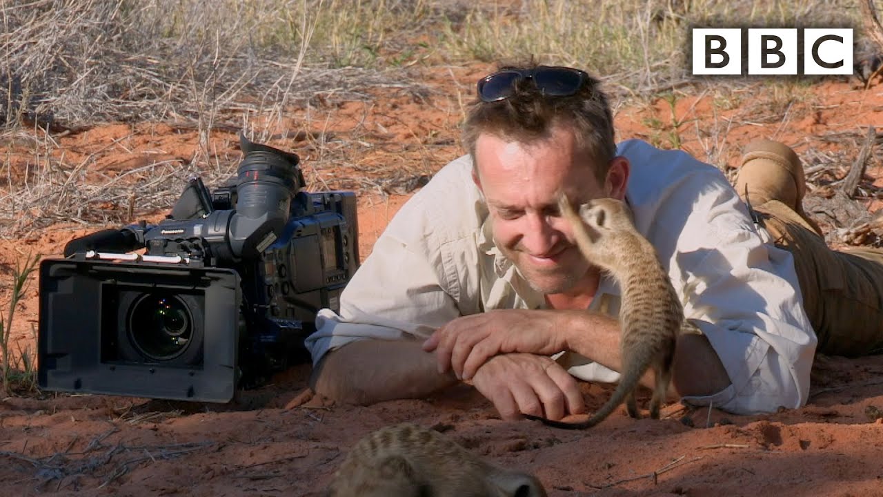 Magic meerkat moments   BBC