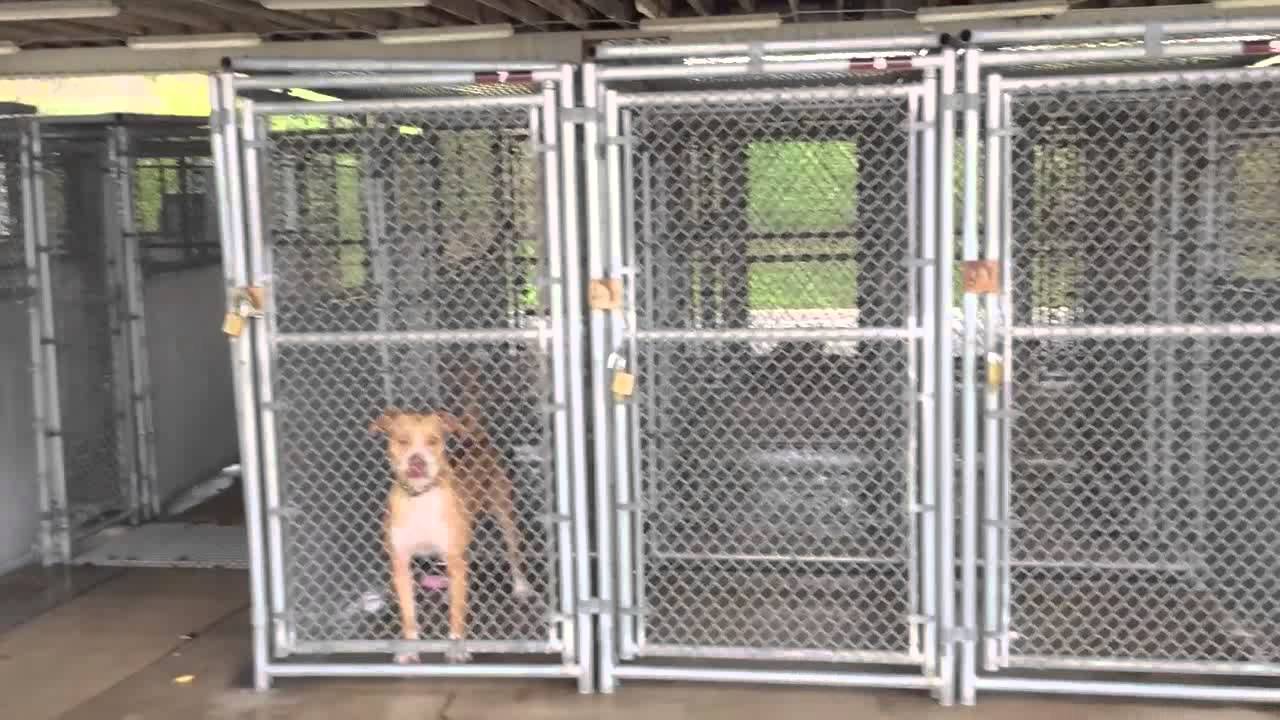 pet world kennels