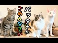 猫が4匹いる家にバッタが迷い込んできた結果…