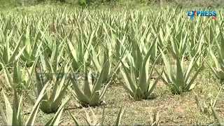 Cultivation and Management of Aloe Vera - Paadi Pantalu