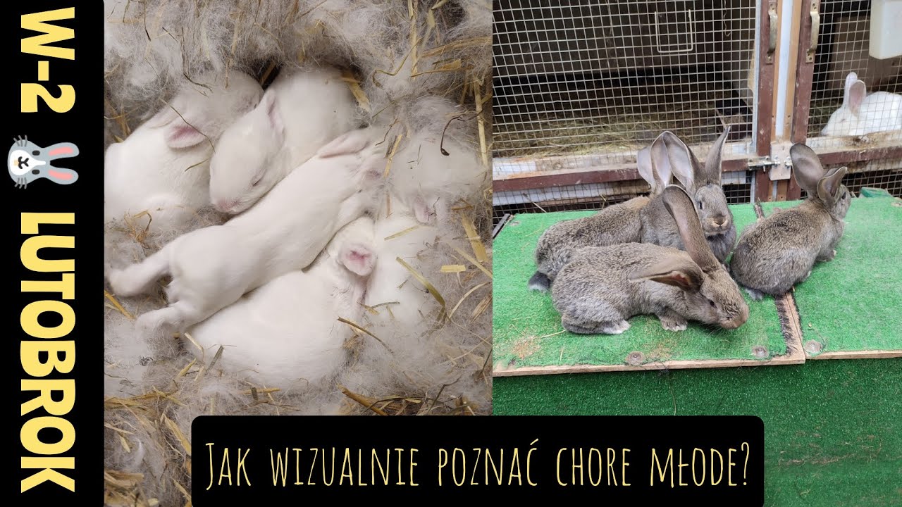 SAMICE TERMONDZKIE /MAMKI - JAKI JEST ICH FENOMEN? / WYGLĄD MŁODZIEŻY Z PROBLEMAMI - PRZYKŁAD.
