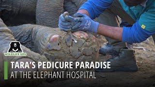 Tara's Pedicure Paradise At The Elephant Hospital!