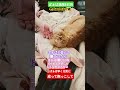 #トイプードル #シニア犬