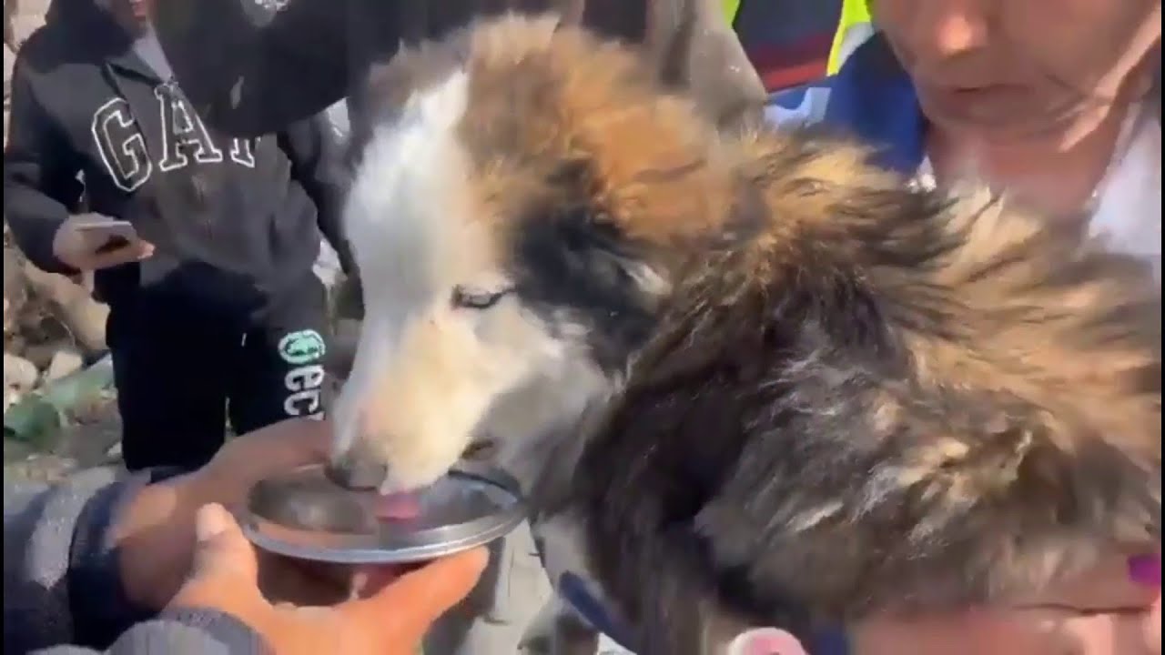 Dog pulled from rubble 22 days after Turkey quakes
