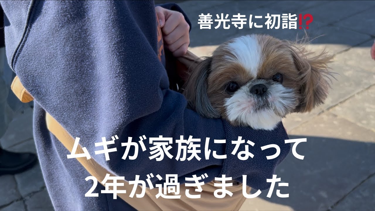 ムギが家族になって2年が過ぎました！家族で善光寺に初詣⁉️に行きました！