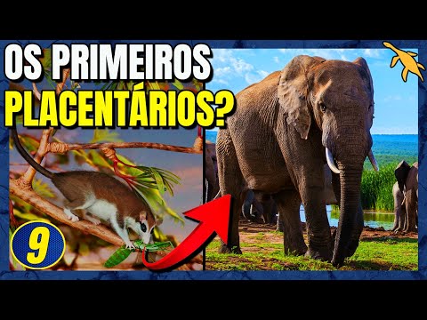 Vídeo: Os mamíferos têm placentas?